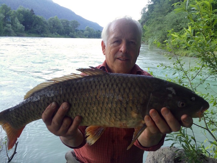 Der erste Wildkarpfen wurde im Inn gefangen!! Petri Heil Walter. Der Fisch wurde wieder zurück gesetzt.